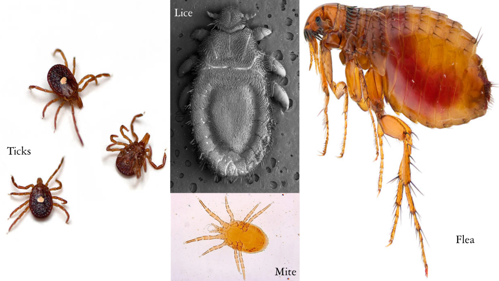 Ticks-Mites-Lice-Flea